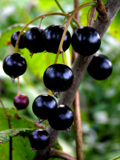 Blackcurrant