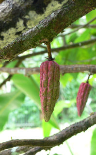 Cacao Pods