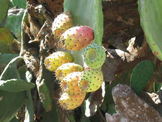 Prickly Pear Cactus Fruit