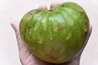 Cherimoya