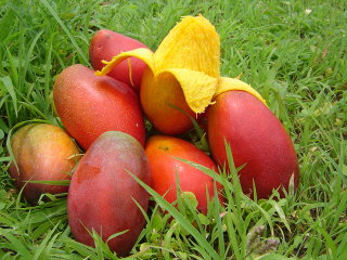 Mangos