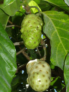 Noni