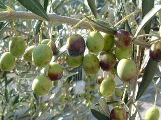 Olives