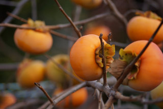 Persimmon