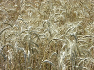 Wheat